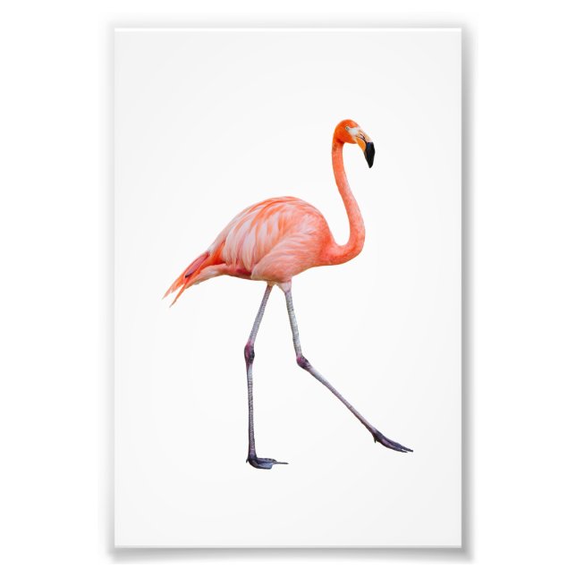 Foto Flamingo rosa (Frente)