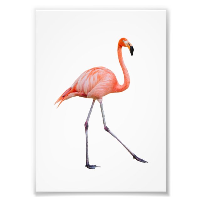 Foto Flamingo rosa (Frente)