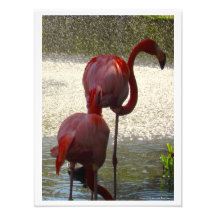 Flamingos en el agua por Linda Becker