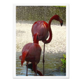 Foto Flamingos en el agua por Linda Becker