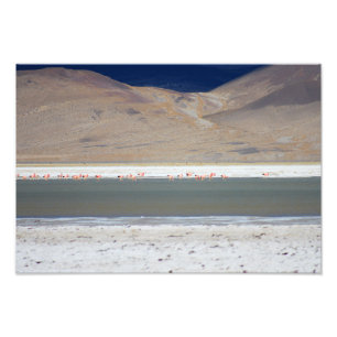 Foto Flamingos en Salar del Huasco, Chile