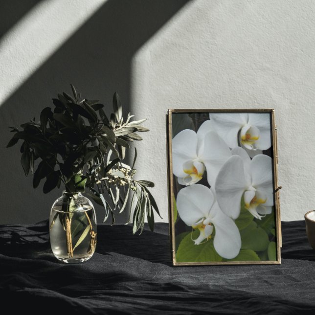 Foto Flanenopsis Orquídea Blanca Blooms Floral (In Situ Framed)
