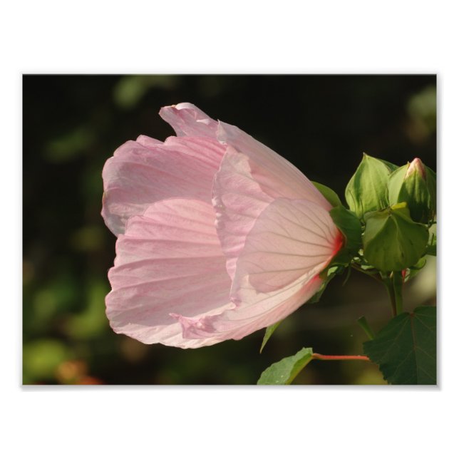 Foto Fleur, Kodak Professional Photo (Frente)