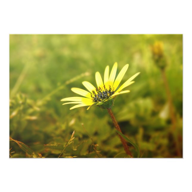 Foto Flor amarilla (Frente)