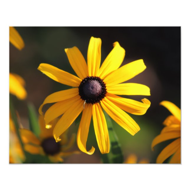Foto flor amarilla (Frente)
