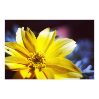 Foto Flor amarilla