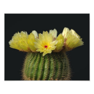 Foto Flor amarilla del cactus