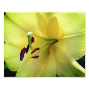 Foto Flor amarilla hacia arriba 8x10
