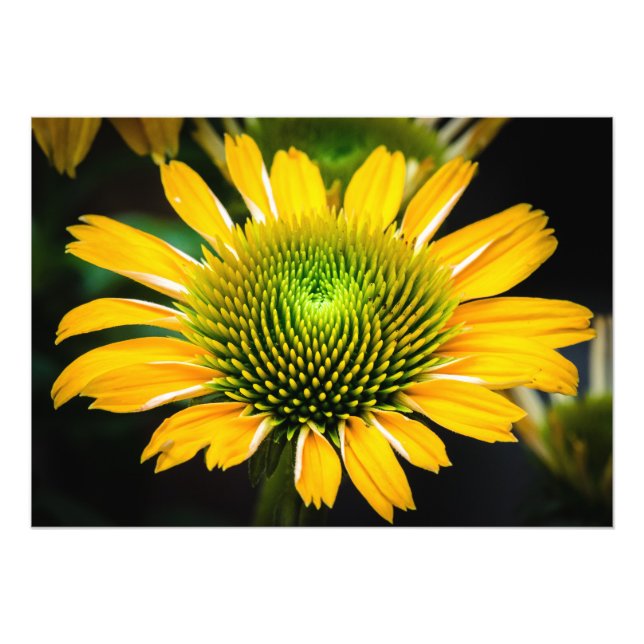 Foto Flor amarillo de sol (Frente)