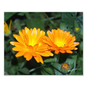 Foto Flor anaranjada #2204