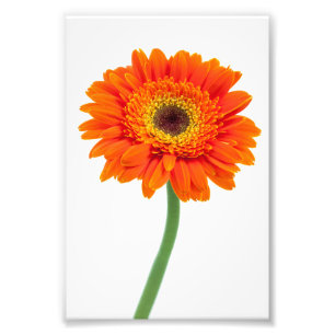 Foto Flor anaranjada de la margarita del Gerbera