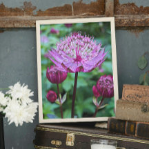 Flor Astrantia Rosa Florece