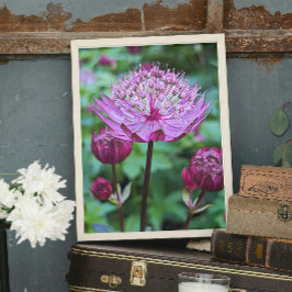 Foto Flor Astrantia Rosa Florece