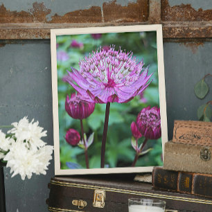Foto Flor Astrantia Rosa Florece
