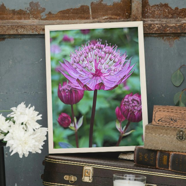 Foto Flor Astrantia Rosa Florece (In Situ)
