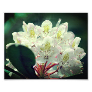 Foto Flor Azalea blanca con gotas de lluvia 8x10