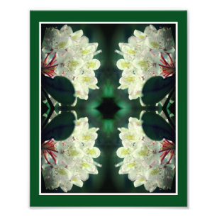 Foto Flor Azalea blanca con gotas de lluvia Resumen 8x1