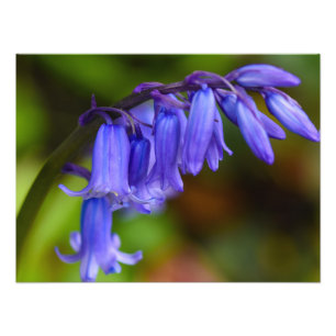Foto Flor azul