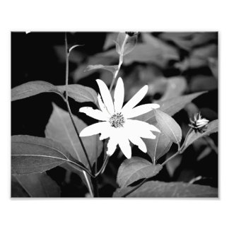 Foto Flor B&W