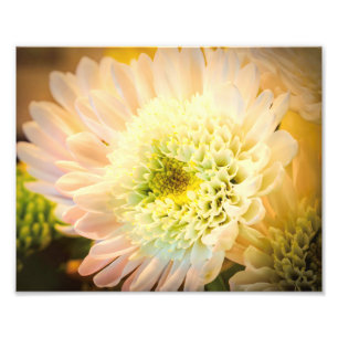 Foto Flor blanca