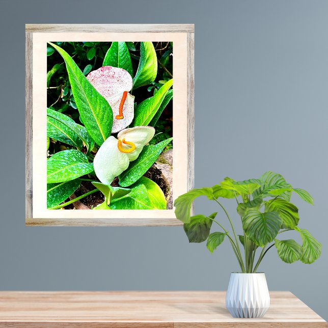 Foto Flor blanca de antruro Puerto Vallarta (Subido por el creador)