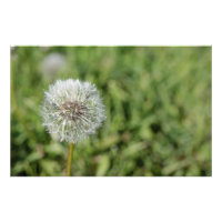 Flor blanca de diente de león sobre hierba verde