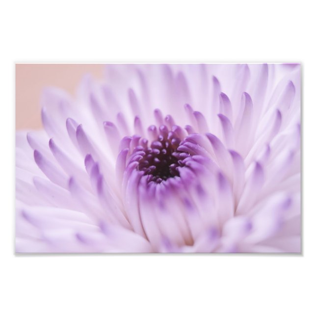 Foto Flor blanca y púrpura (Frente)