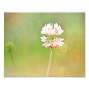 Foto Flor Botánica de Clover