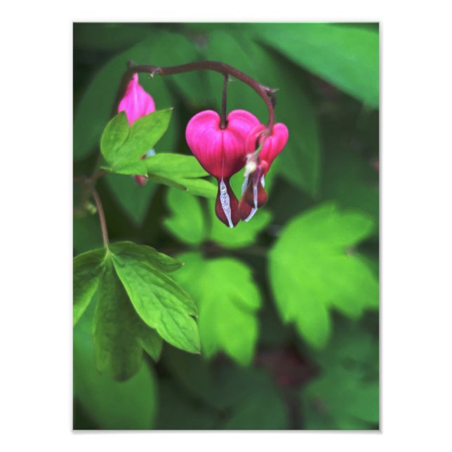 Foto Flor cardíaca sangrante oscura (Frente)