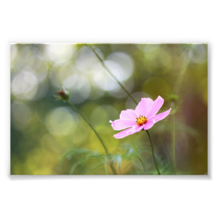 Foto Flor Cosmos Rosa Con Bokek De La Hora Dorada Verde