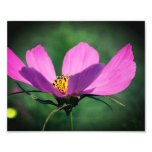 Foto Flor Cosmos Rosa Única En Bloom 8x10