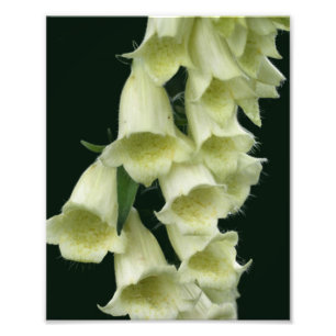 Foto Flor Creamy Foxglove 8x10