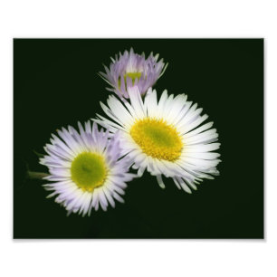 Foto Flor Daisy Fleabane salvaje 8x10
