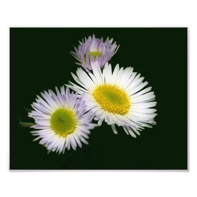 Foto Flor Daisy Fleabane salvaje 8x10 (Frente)