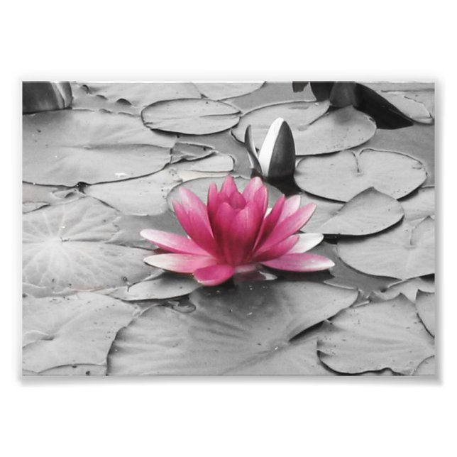 Foto Flor de almohadilla de lirio rosa (Frente)