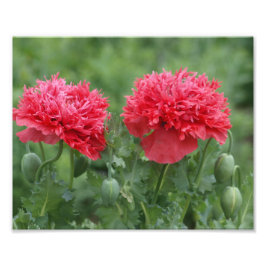 Foto Flor de amapola de Peony en flor