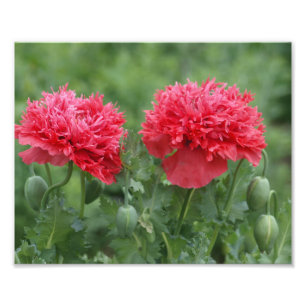 Foto Flor de amapola de Peony en flor