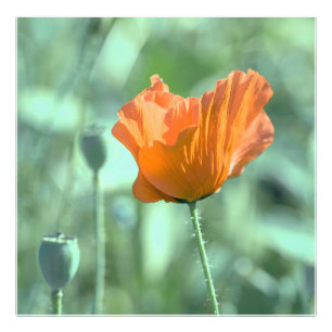 Foto Flor de amapola en la noche de verano