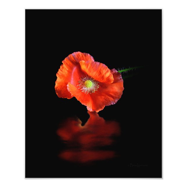 Foto Flor de amapola roja (Frente)