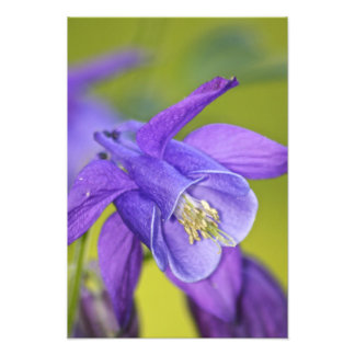 Foto Flor de Aquilegia Morada Única