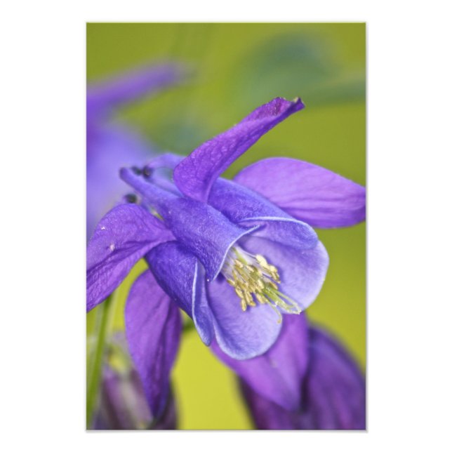 Foto Flor de Aquilegia Morada Única (Frente)