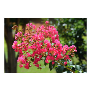 Foto Flor de arbusto de crepe vibrante