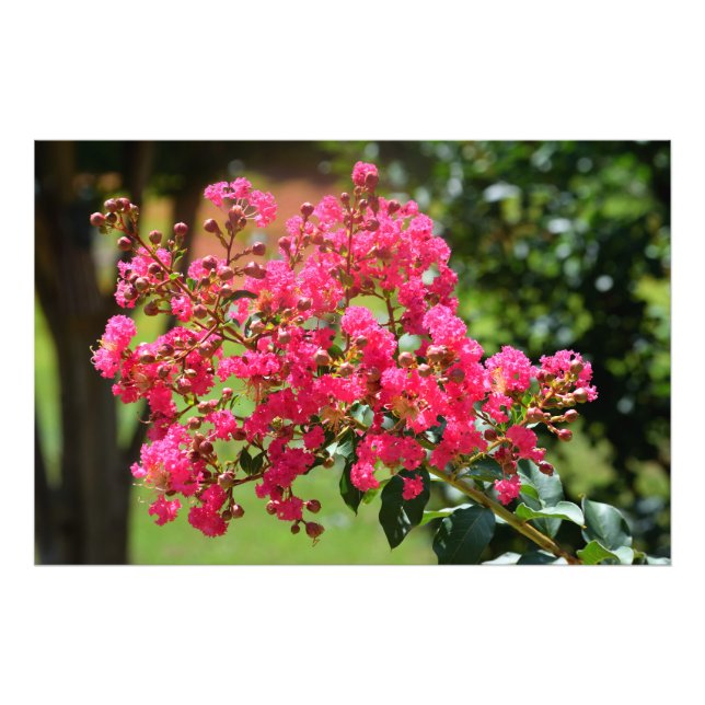 Foto Flor de arbusto de crepe vibrante (Frente)