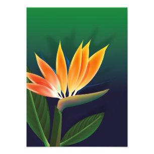 Foto Flor de ave del paraíso