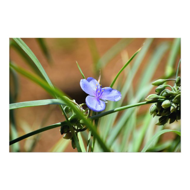 Foto Flor de avena (Frente)