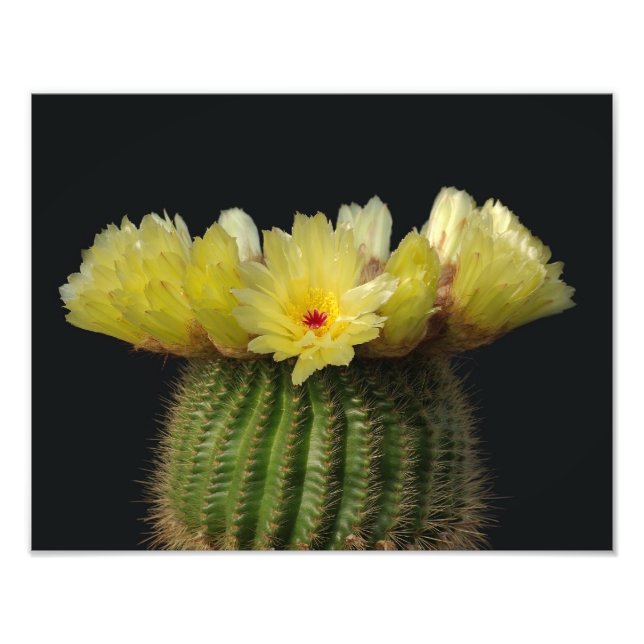 Foto Flor de cactus amarilla (Frente)