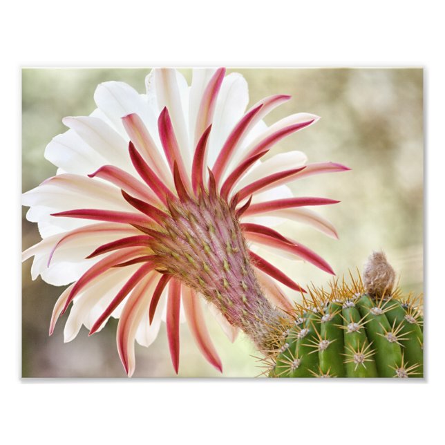 Foto Flor de cactus floreciente nocturna (Frente)