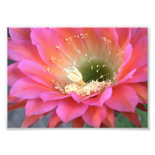 Foto Flor de cactus rosado en el desierto