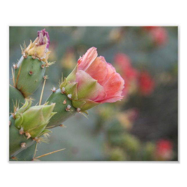 Foto Flor de cactus rosado que comienza a florecer (Frente)