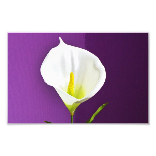 Foto Flor de Cala Lily (Frente)